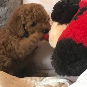 Meet your Posher, Alana